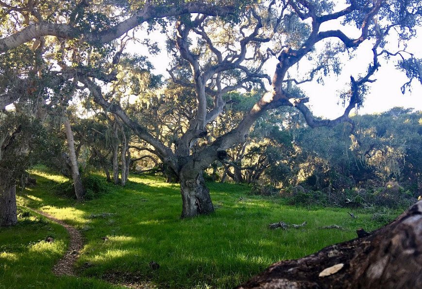 Los Osos Oaks State Natural Reserve, California, USA